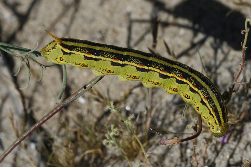 White-lined Sphinx Caterpillar