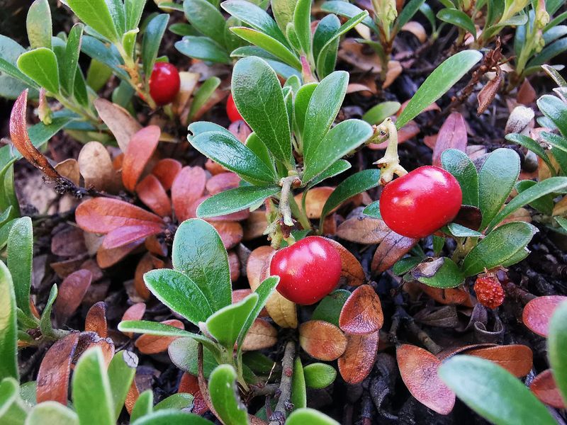 Bearberry (Arctostaphylos uva-ursi)