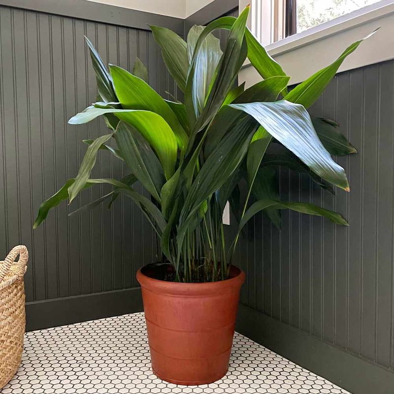 Cast Iron Plant (Aspidistra elatior)