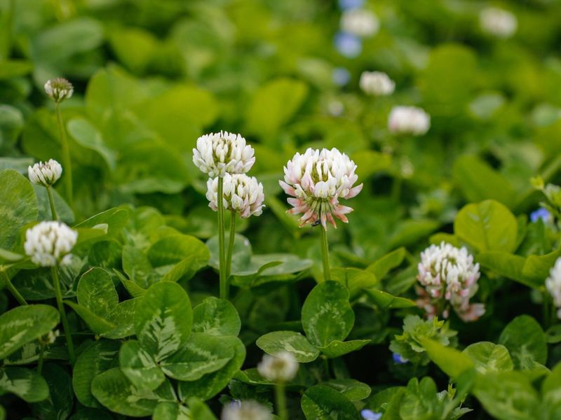 Clover (Trifolium repens)