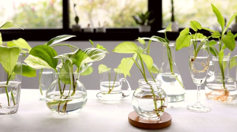 Understanding Growing Seasons