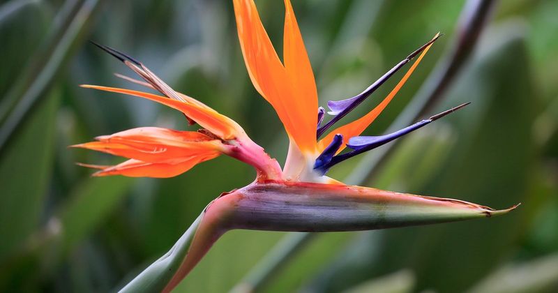 Bird of Paradise