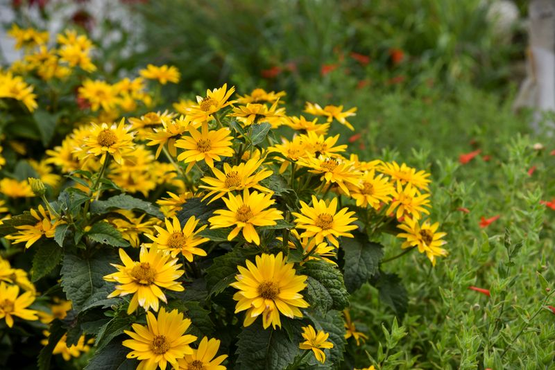 False Sunflower (Heliopsis)