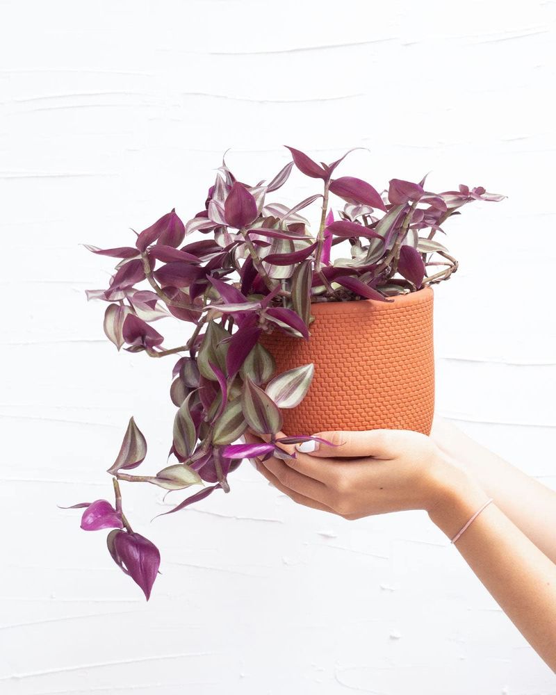 Tradescantia (Wandering Dude)