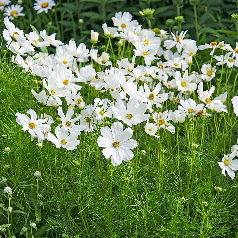 White Cosmos