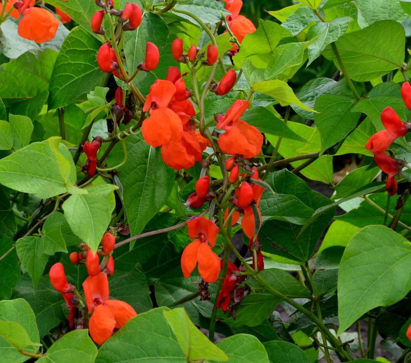 Scarlet Runner Bean