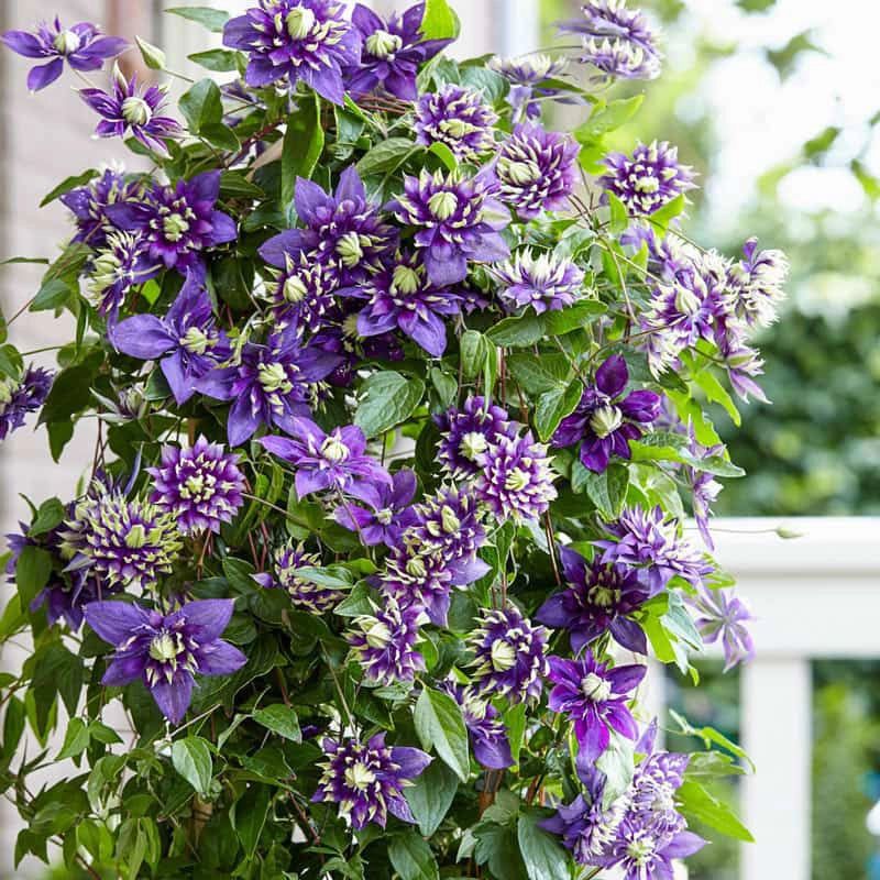 Clematis (Clematis spp.)