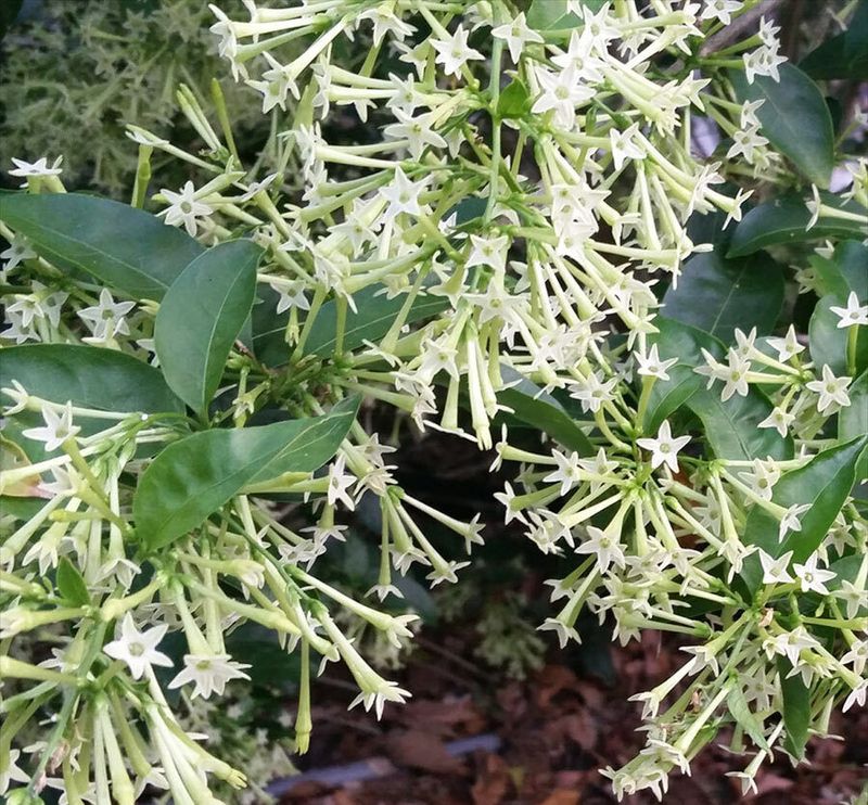 Night-Blooming Jasmine (Cestrum nocturnum)
