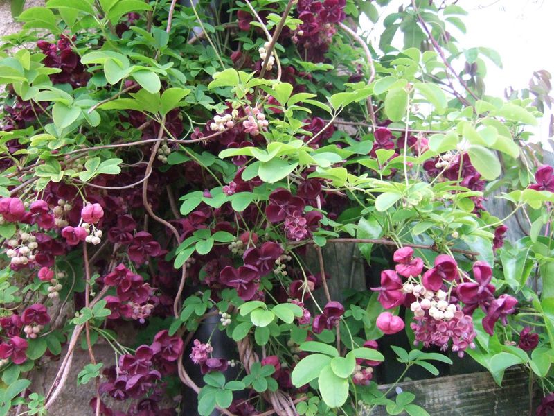 Chocolate Vine