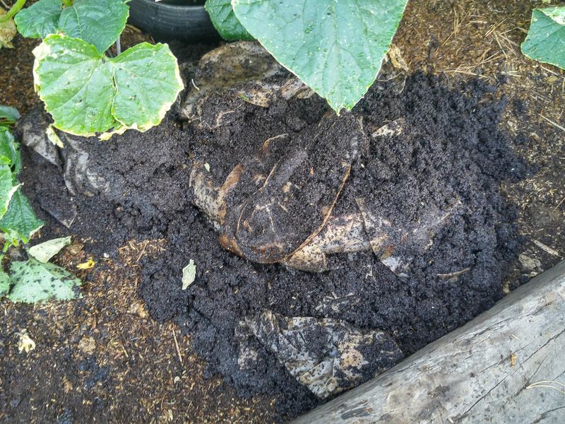 Coffee Grounds Boost