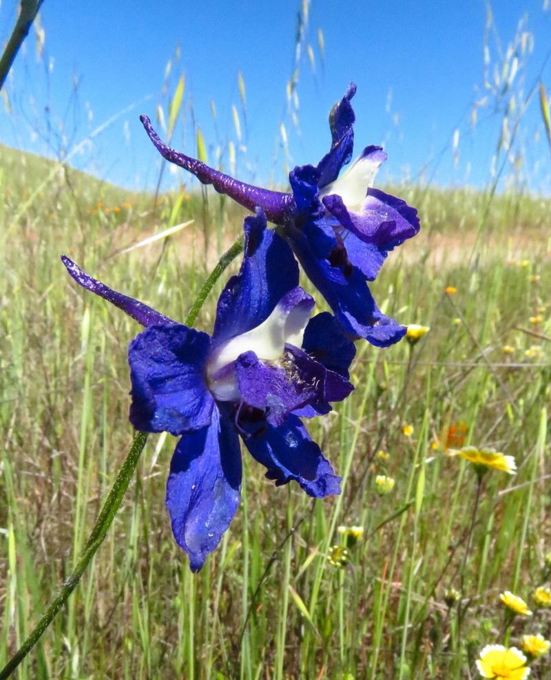 Larkspur