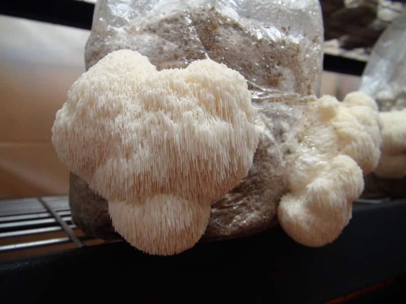 Lion’s Mane (Hericium erinaceus)