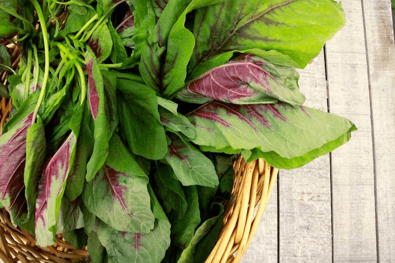 Amaranth Greens (Callaloo)