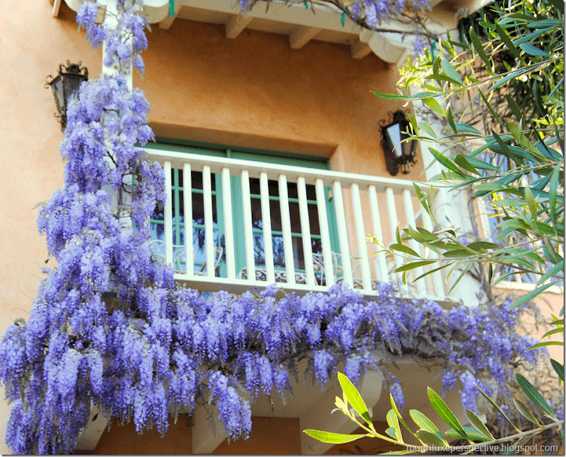 Wisteria