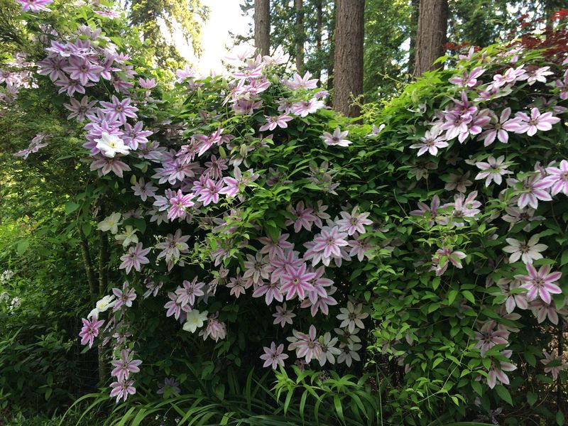 Clematis