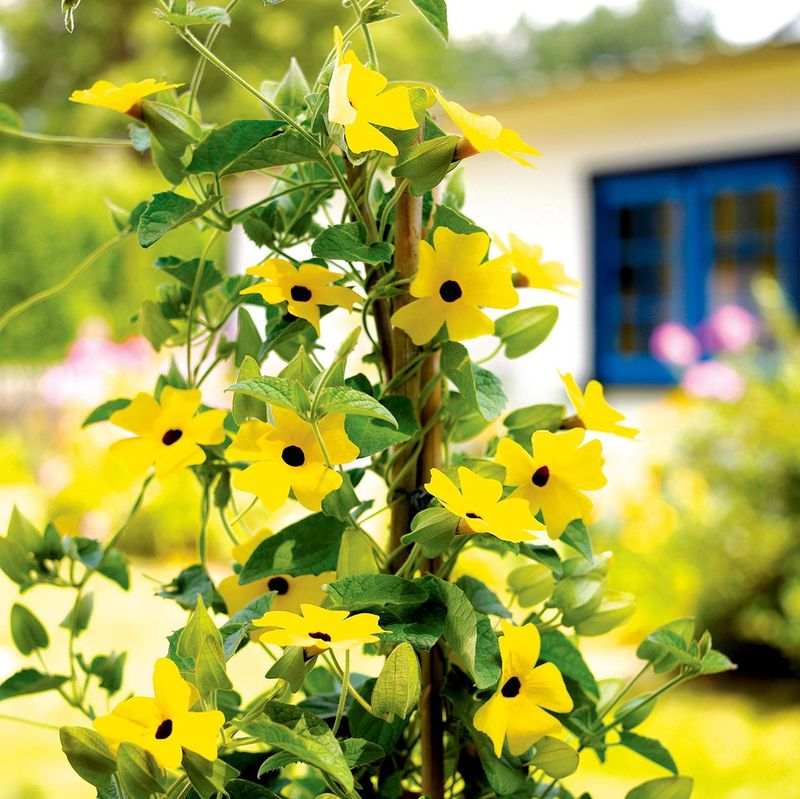 Black-Eyed Susan Vine (Thunbergia alata)
