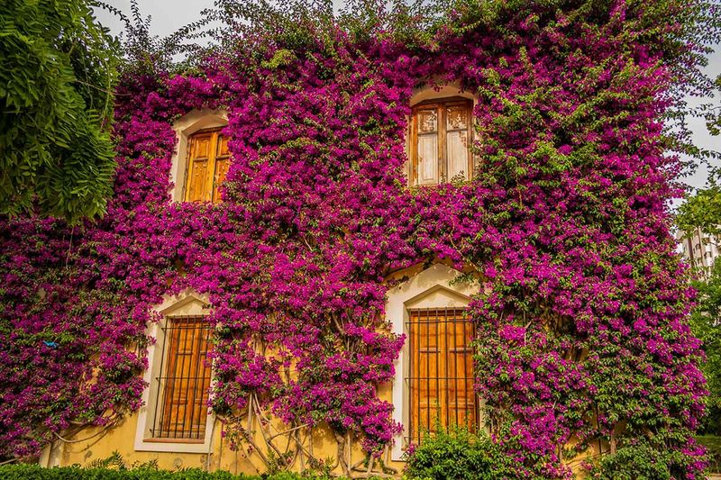 Bougainvillea