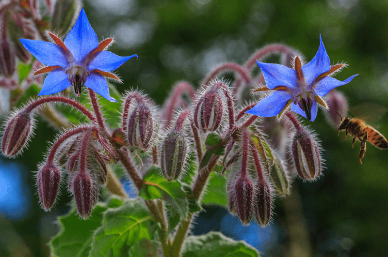 Borage
