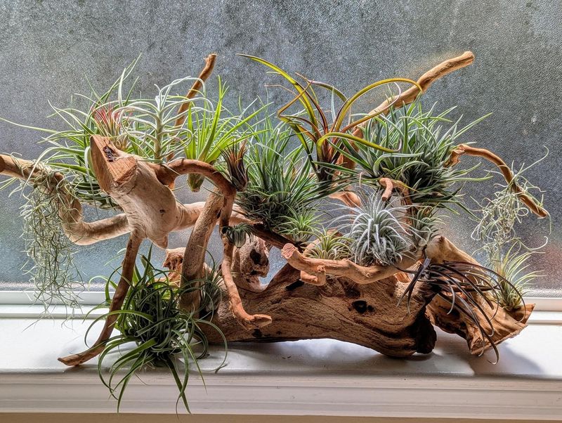 Air Plant Display