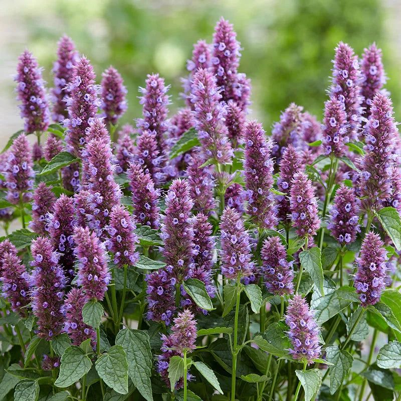 Agastache (Agastache spp.)