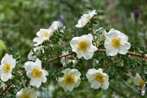 11 Rose Types Bees Crave - And 7 They Completely Avoid - Complete Gardening