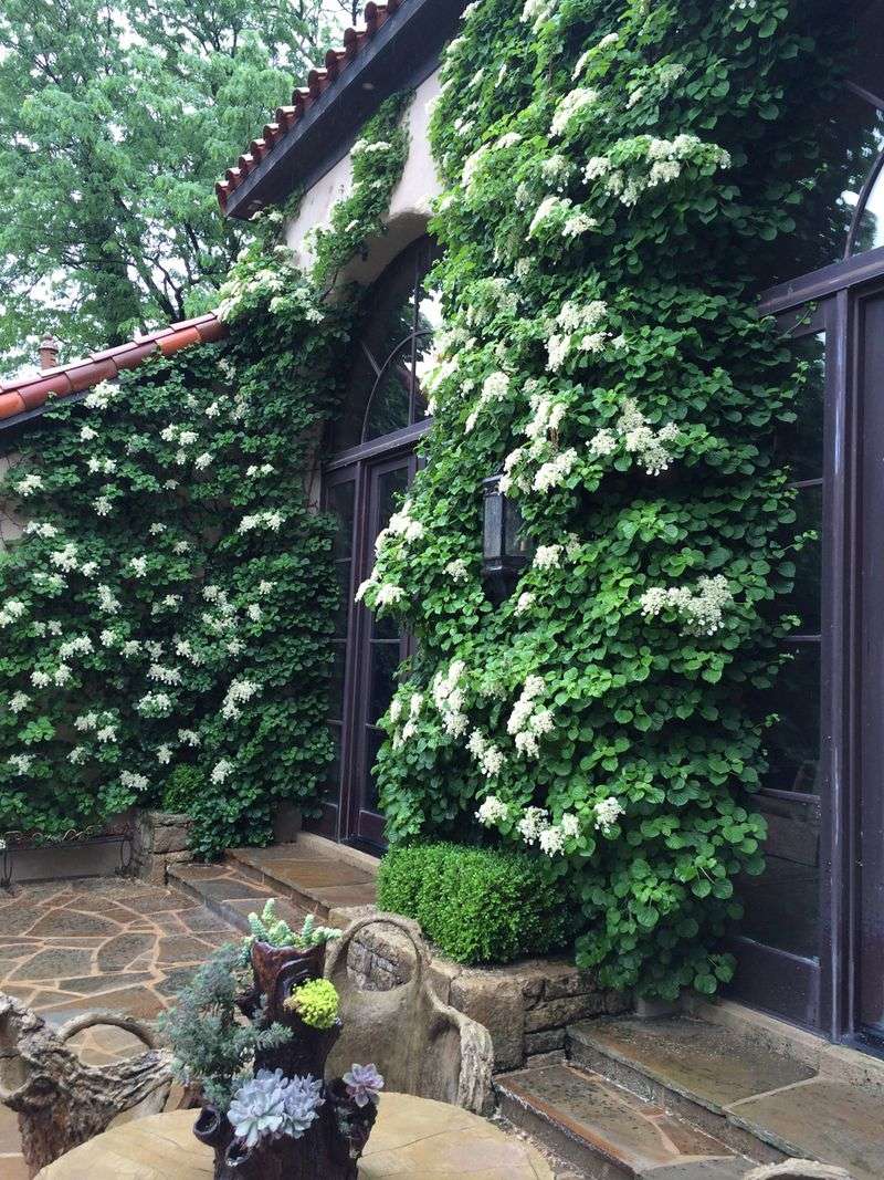 Climbing Hydrangea (Hydrangea anomala petiolaris)