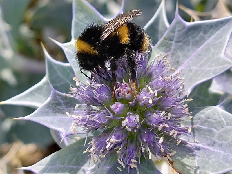 Sea Holly
