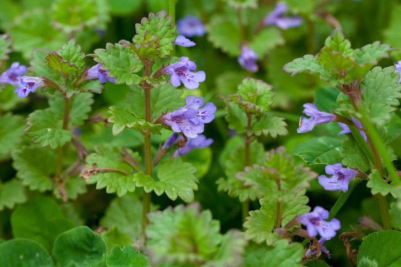 Ground Ivy's Creeping Beauty