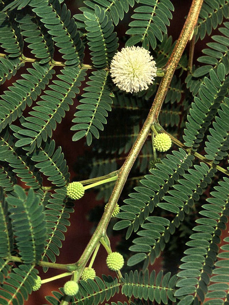 Leucaena (Leucaena leucocephala)