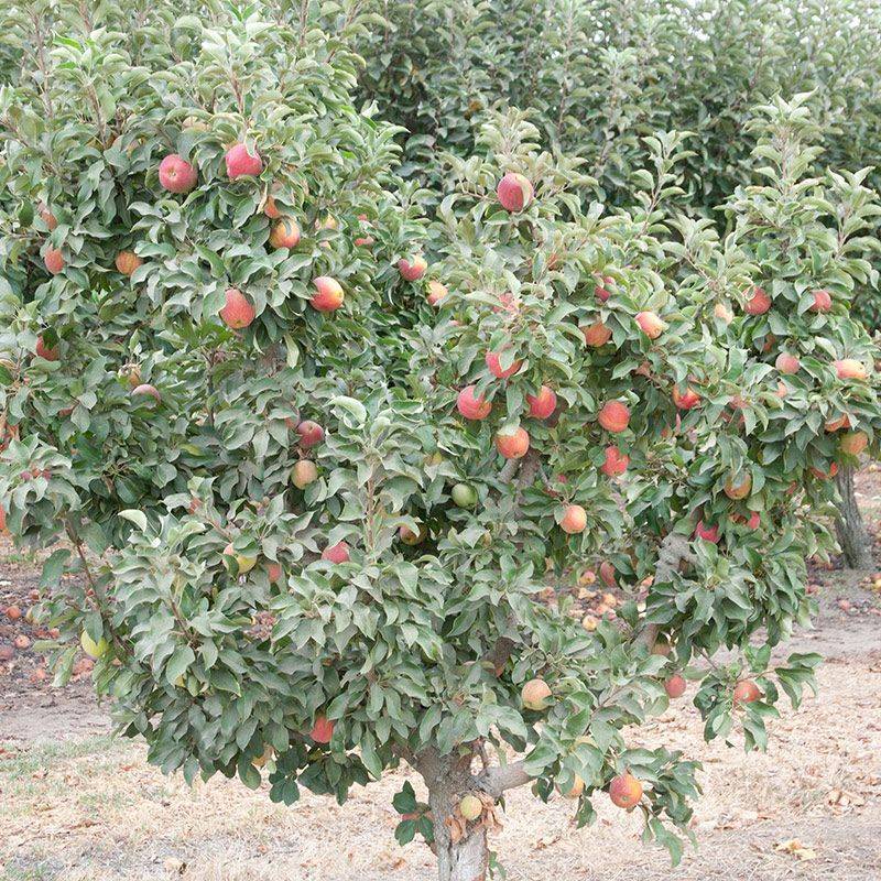 Dwarf Apple (disease-resistant types)