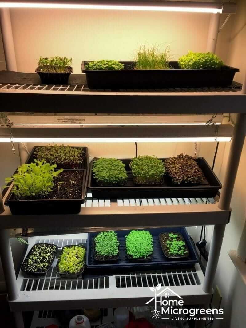 Microgreens