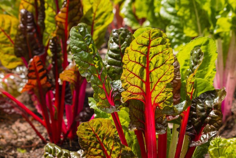 Swiss Chard