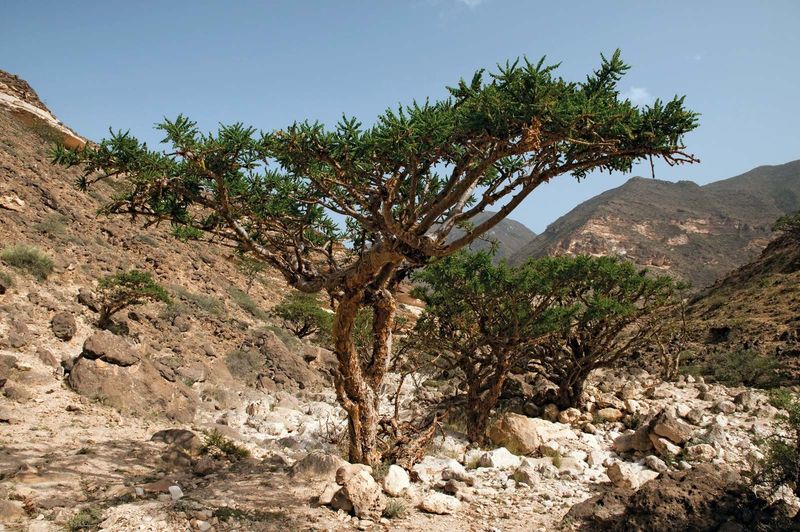 Frankincense Tree