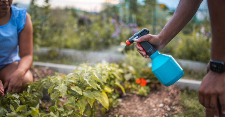 My First Summer Garden Failed 17 Times — Here’s What I Learned
