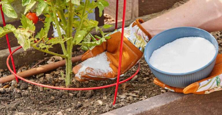 My Neighbors Laughed at These 15 Garden Tricks – Now They Copy Me