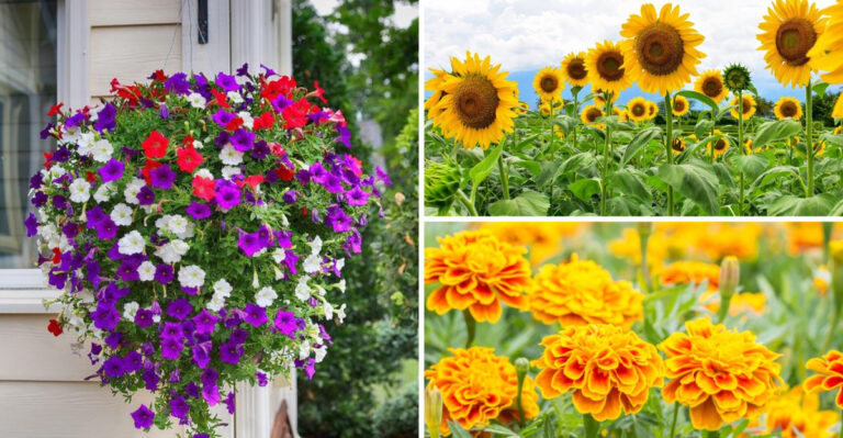 My Summer Garden Transformation Thanks to 25 Quick-Bloom Flowers