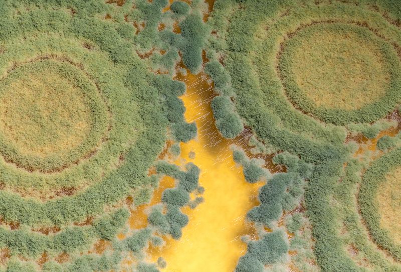 Trichoderma (Trichoderma harzianum)