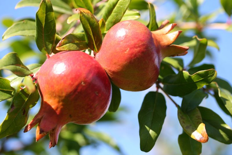 Pomegranate