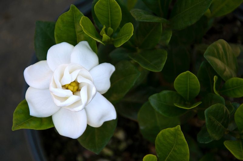 Buttons Gardenia