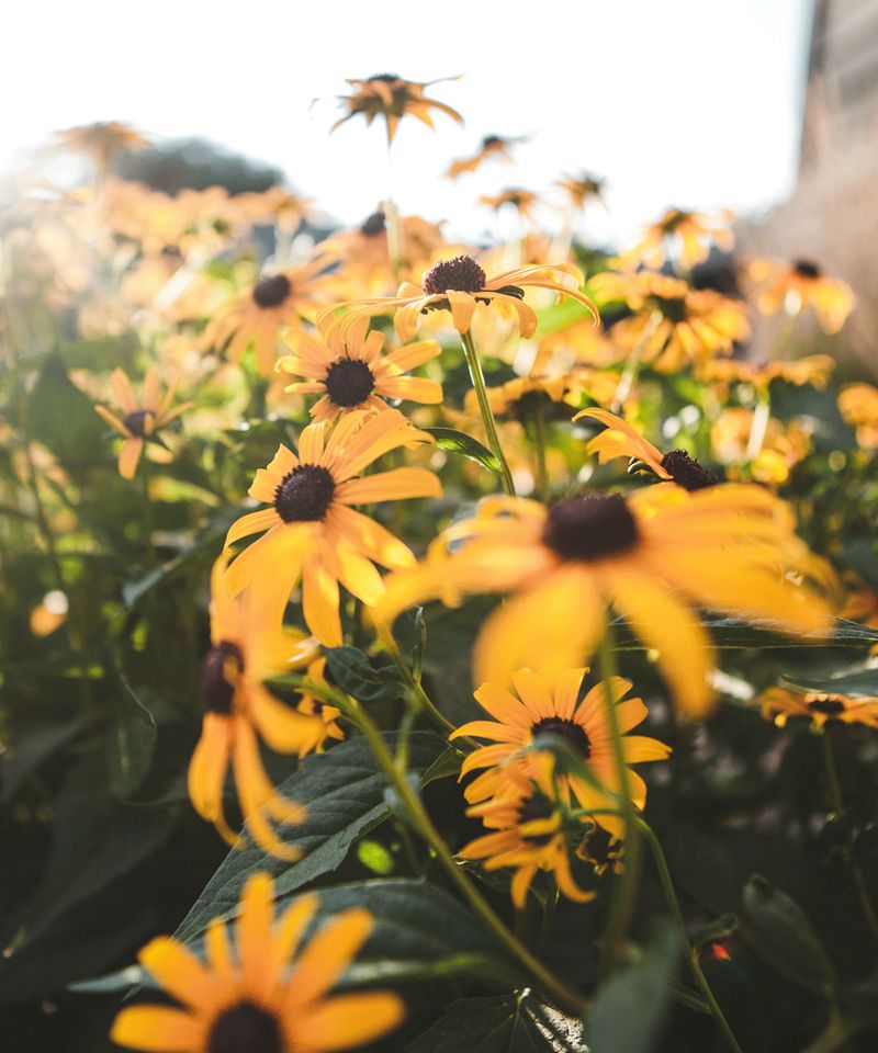 Bold Black-Eyed Susan Display