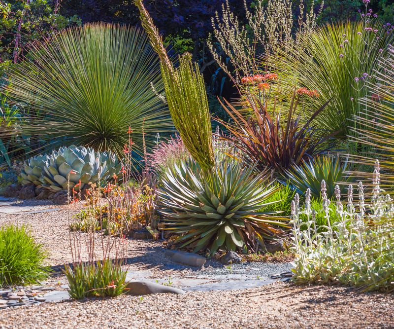 Myth 11: Drought-Tolerant Plants Never Need Water
