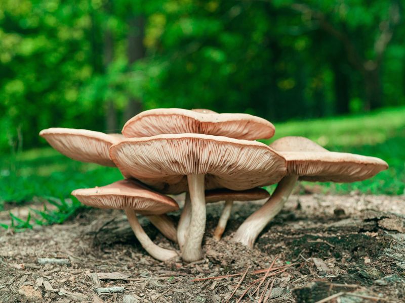 Myth 13: All Mushrooms in Soil Are Bad