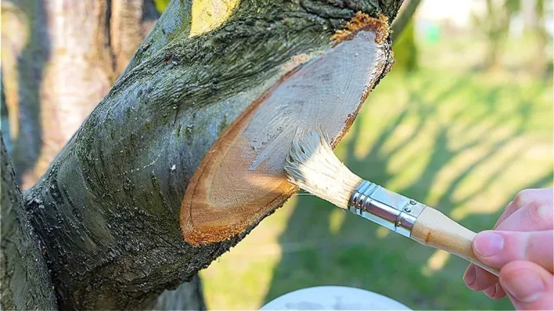 Myth 14: Pruning Paint Seals Tree Wounds