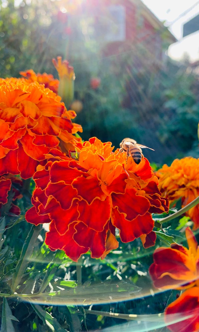Myth 6: Planting Marigolds Repels All Pests