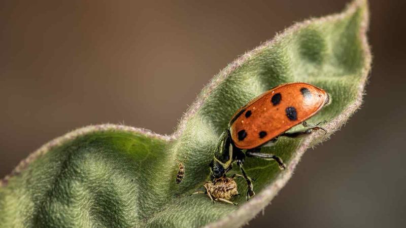 Myth 8: All Ladybugs Are Good for the Garden