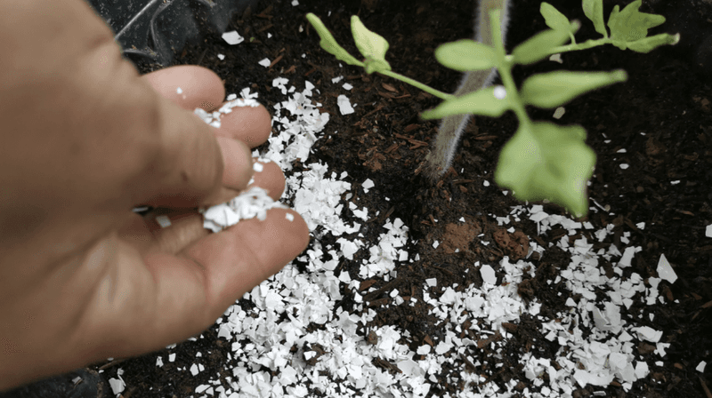 Myth 9: Eggshells Prevent Blossom End Rot