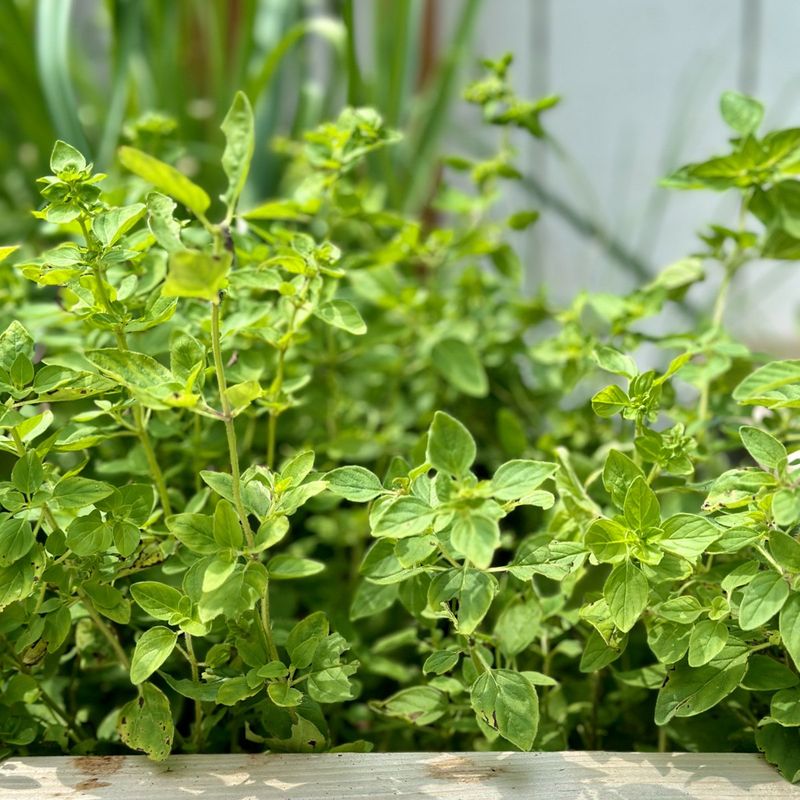 Oregano