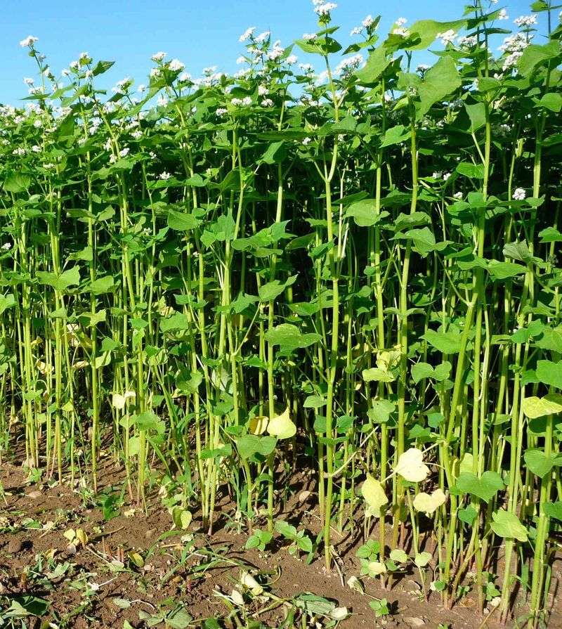Buckwheat