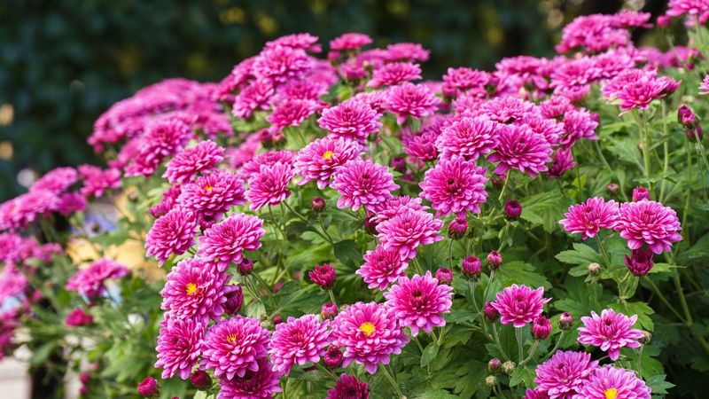 Chrysanthemum