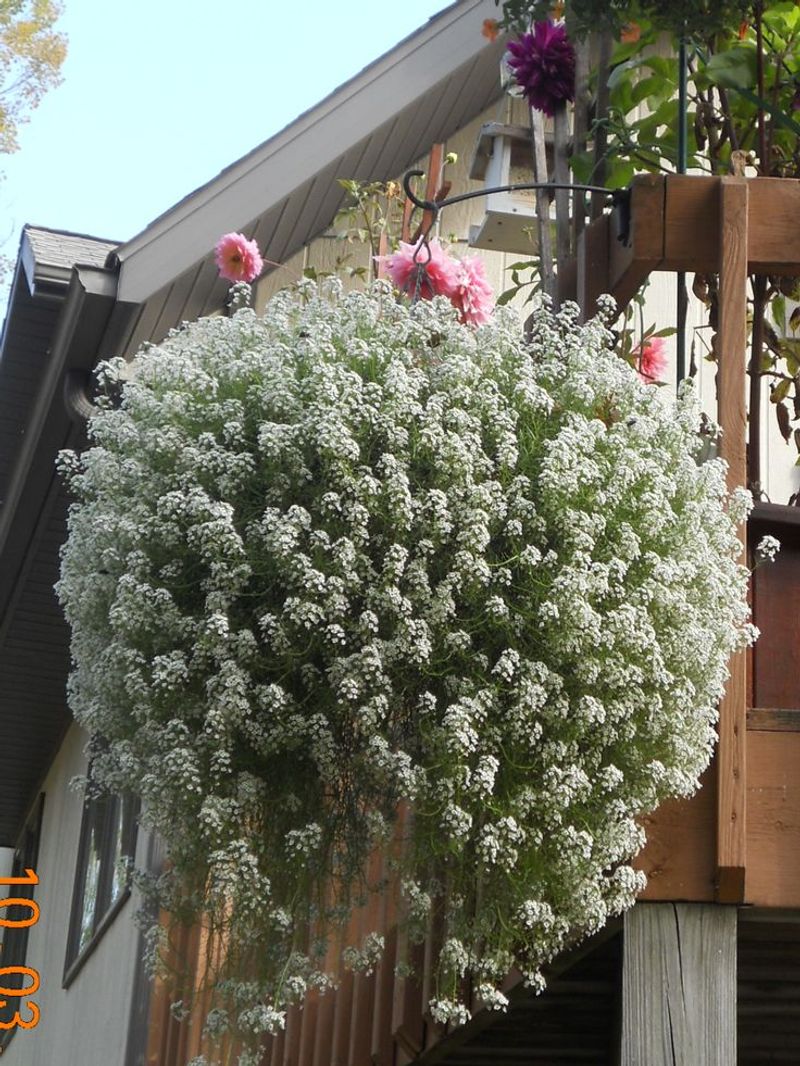 Sweet Alyssum